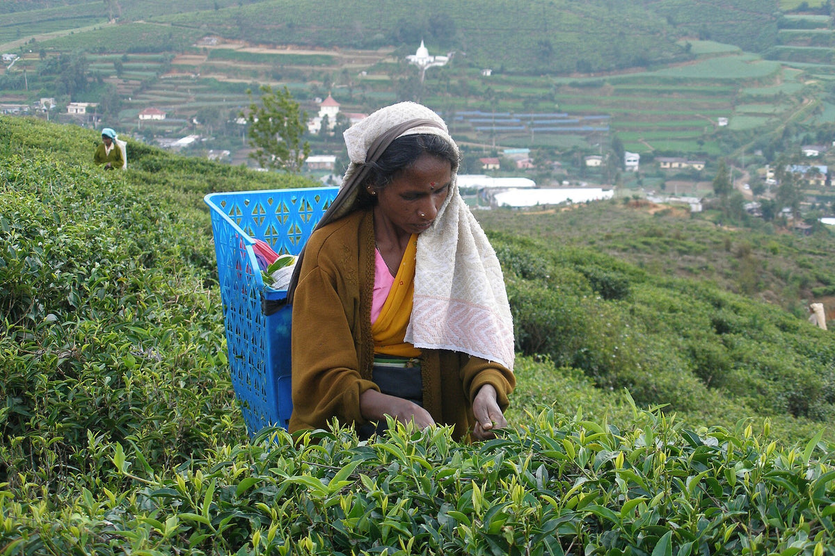 A tea picker in the tea fields of Nuwara Eliya, Sri Lanka