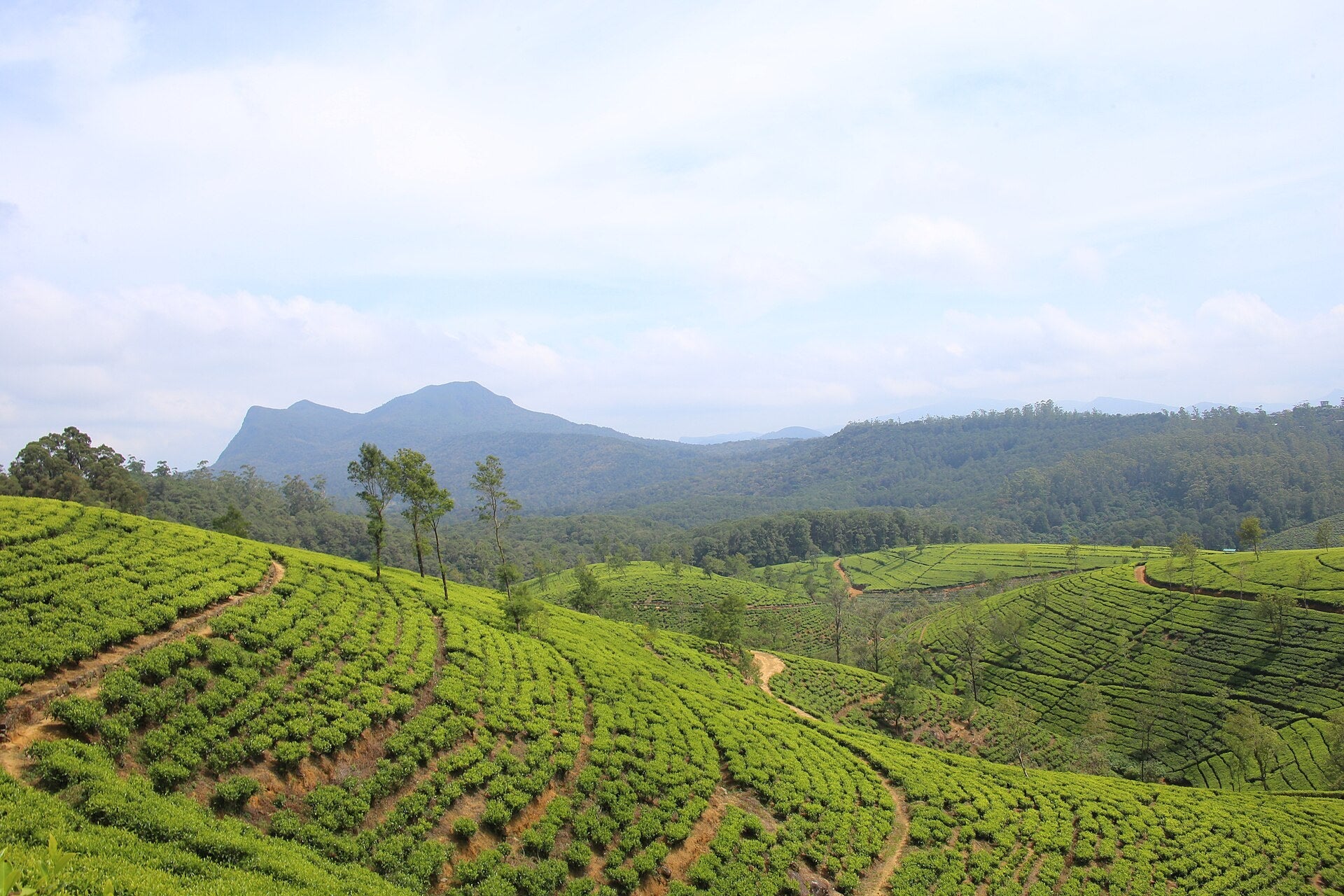 Rolling tea estates in the hill country of Nuwara Eliya, Sri Lanka